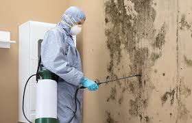 Why You Should Choose Our Mold Remediation Services in Marienville, PA